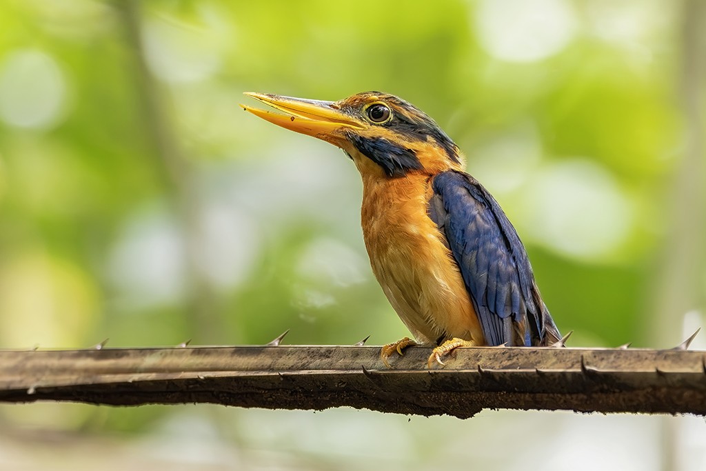 Rufous-collared Kingfisher by Than Sint