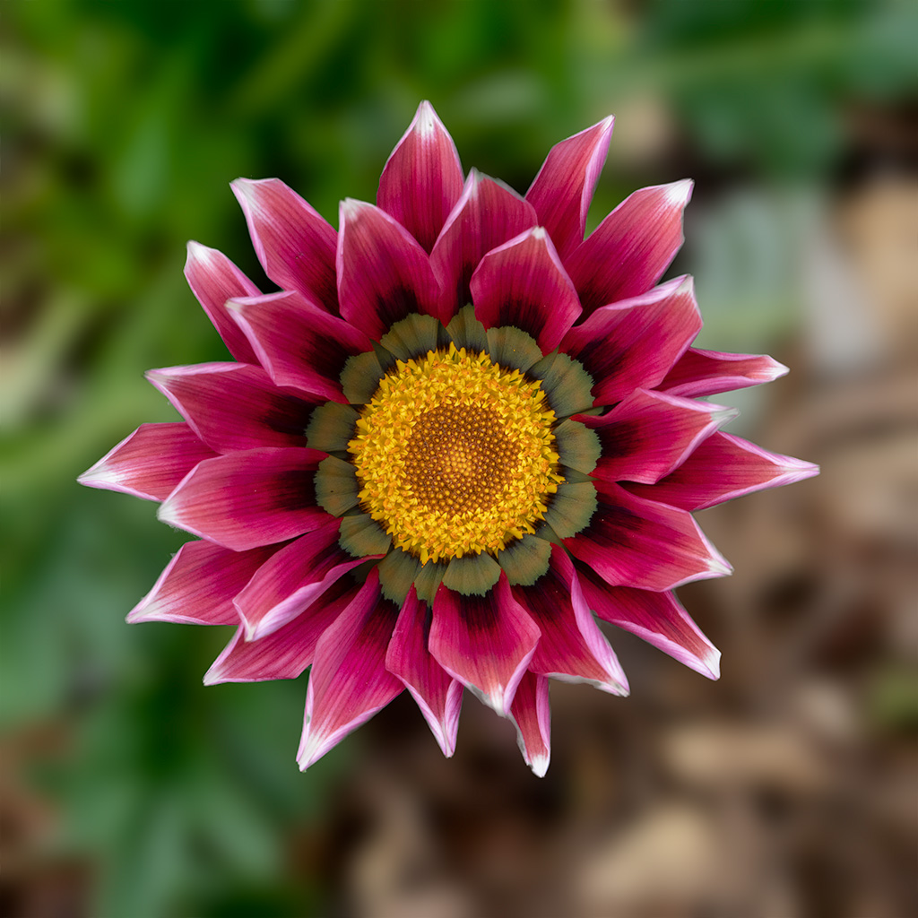 Comment Image