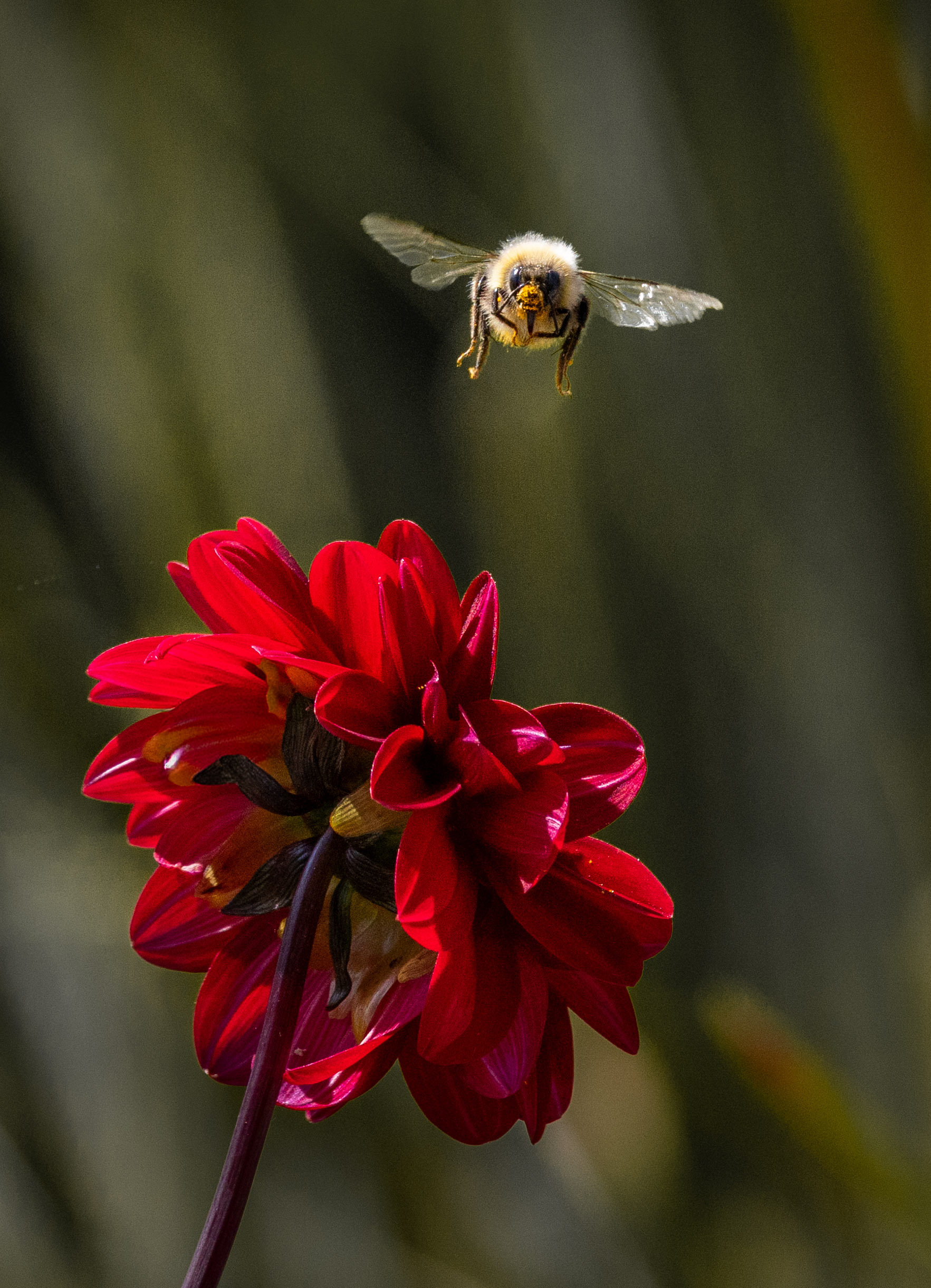 Pollen Hunt by Ger Walsh
