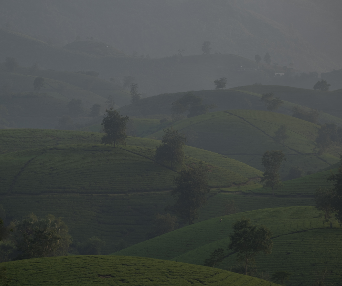 Long Coc tea hill, Vietnam.   by Yvonne Cary Carter