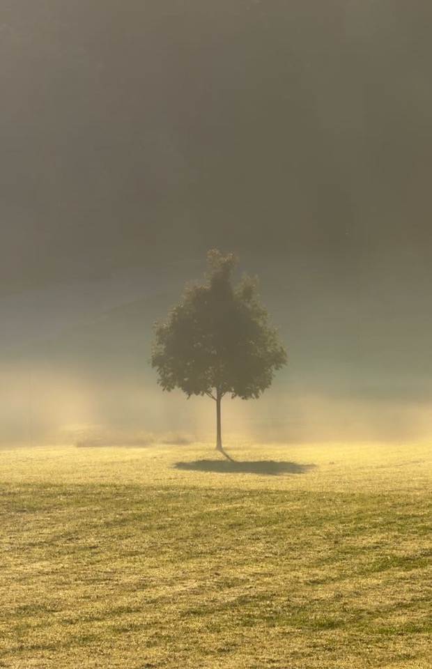 Tree in the Mist by Douglas Gerdts