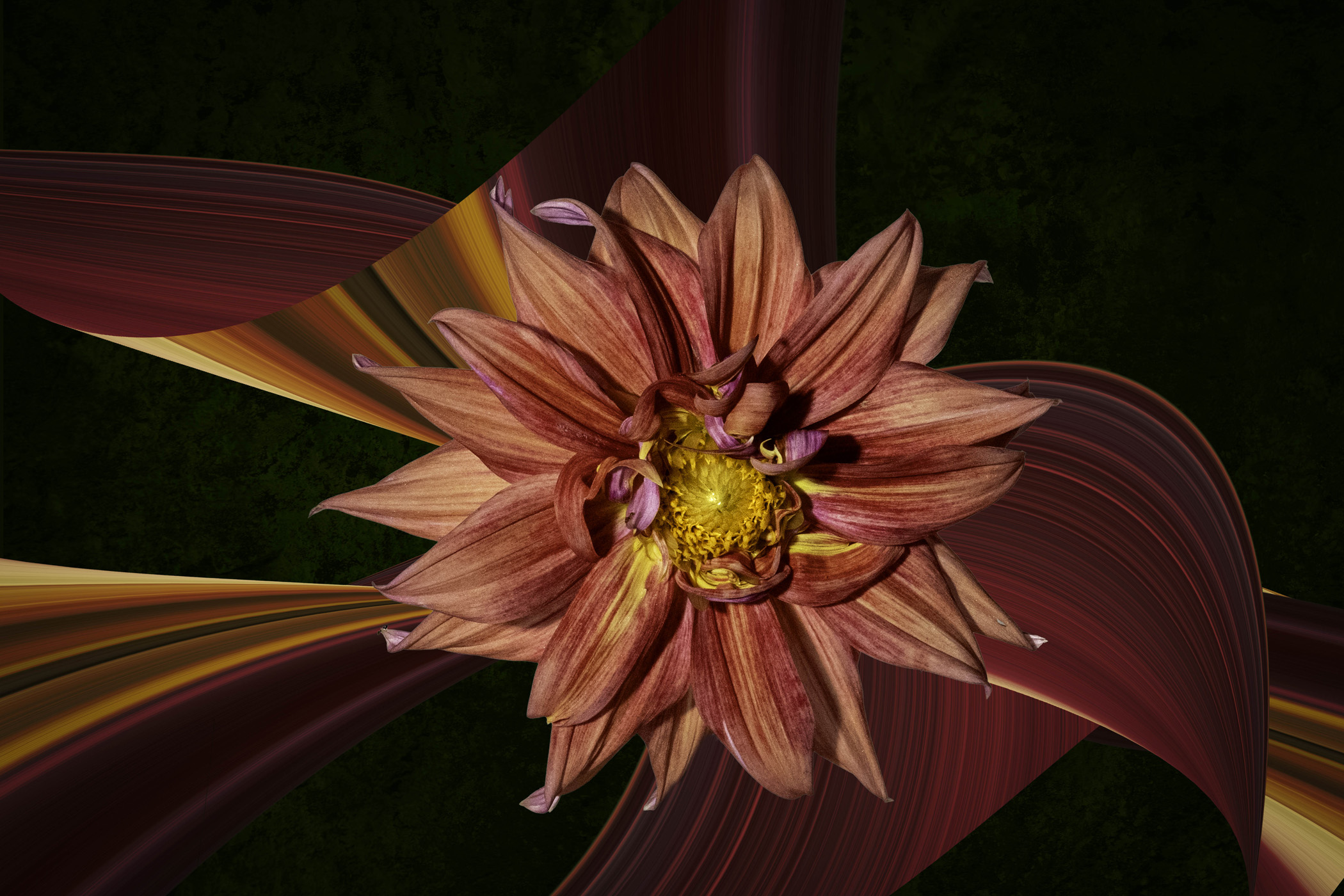 Creative Dahlia by Sylvia Williams