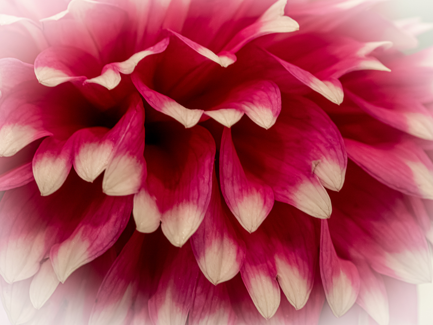 Dahlia from the Dahlia Society's 91 Annual Show by Doug Wolters