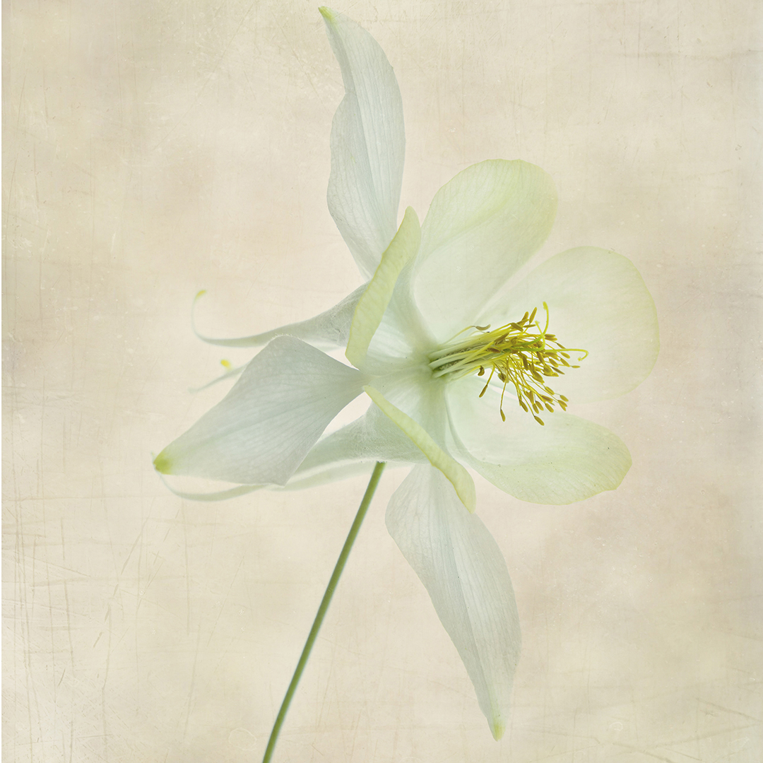 Granny's Bonnet by Wendy Stanford