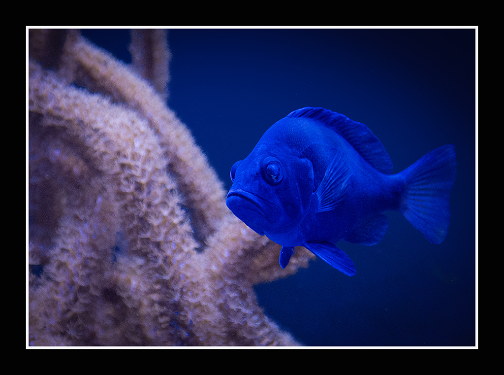  Aquarium - Image 2 - by Gregory Waldron