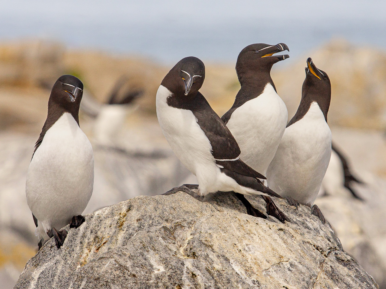Razorbill Quartet on Seal Machias Island by Grace Cohen