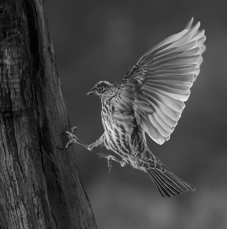 Art of Arrival by Suzanne Daunt