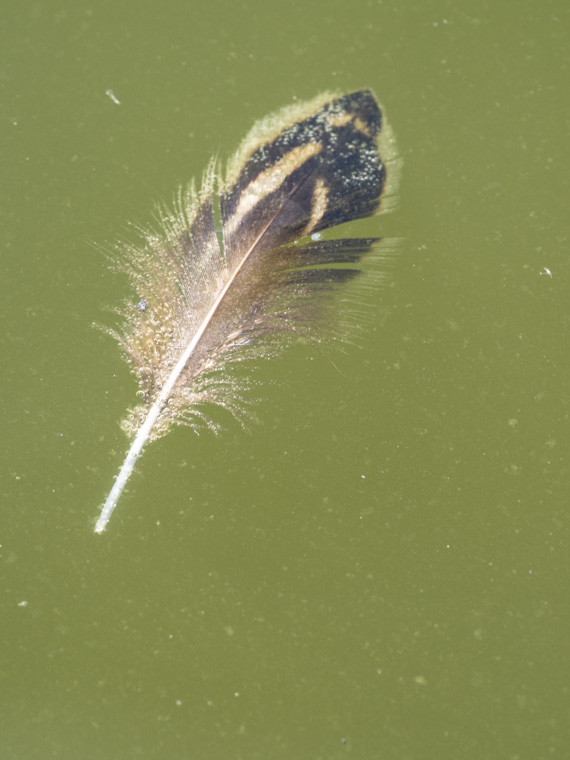 Floating Feather by John Hackett