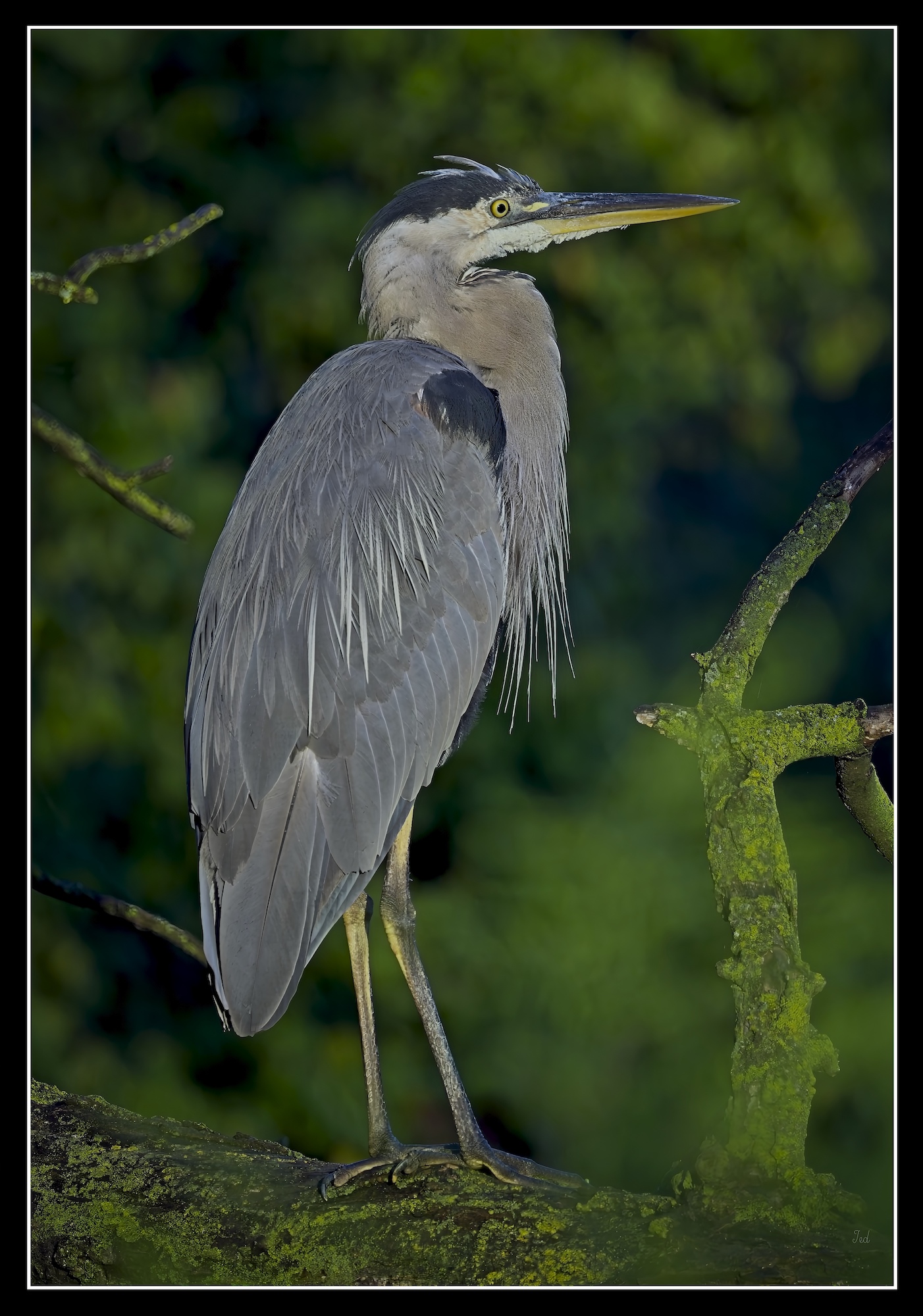 Great Blue Heron by Ted Evans