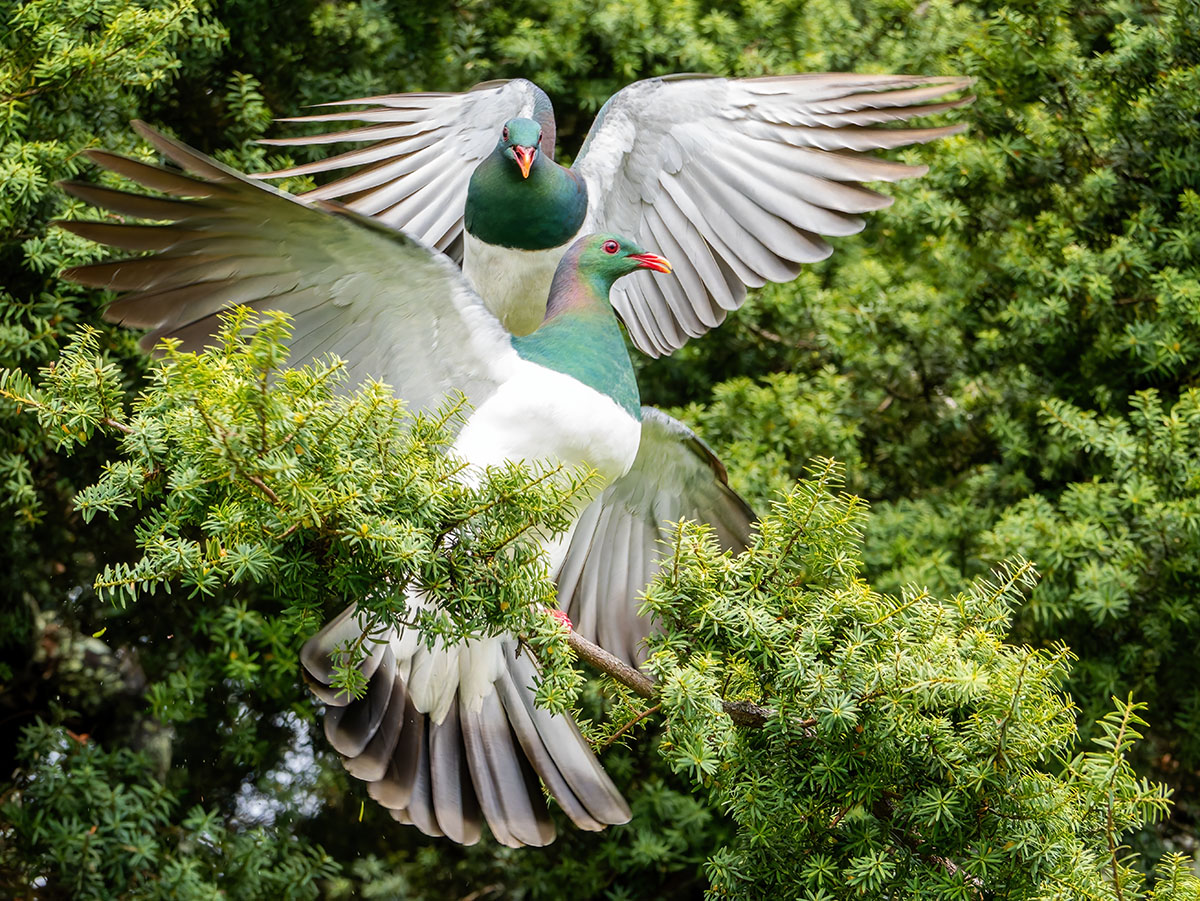 Kereru in Totara Tree by Toya Heatley