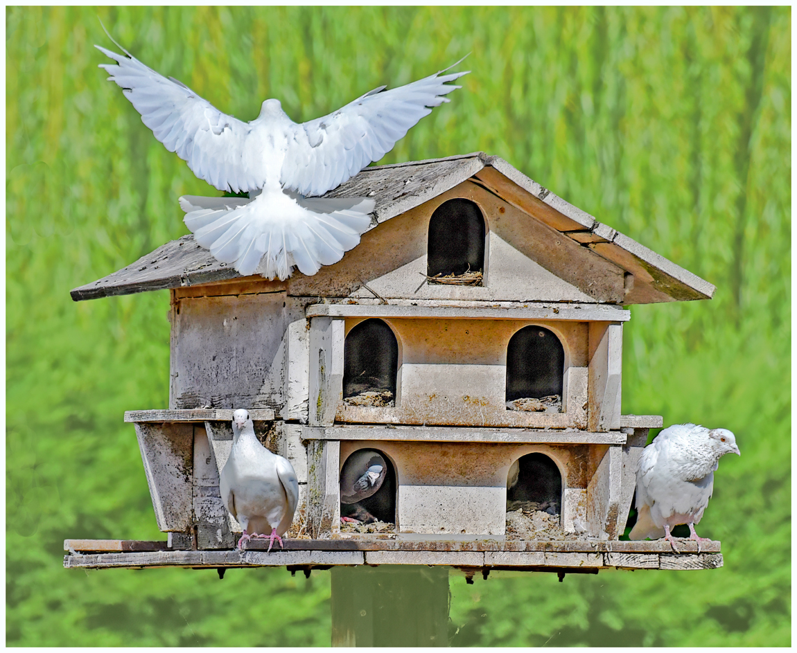 Dovecote by Mike Cowdrey