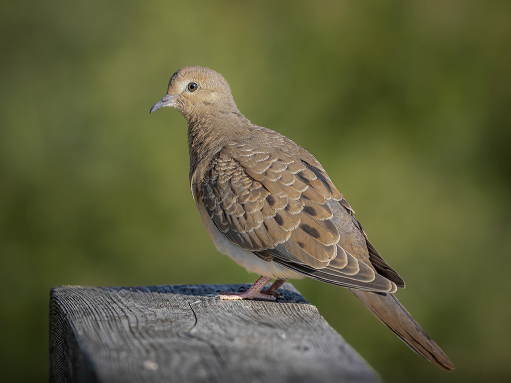 Morning Dove by Jim Overfield