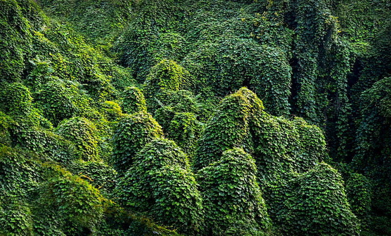 Kudzu Sculpture by Jerry Biddlecom