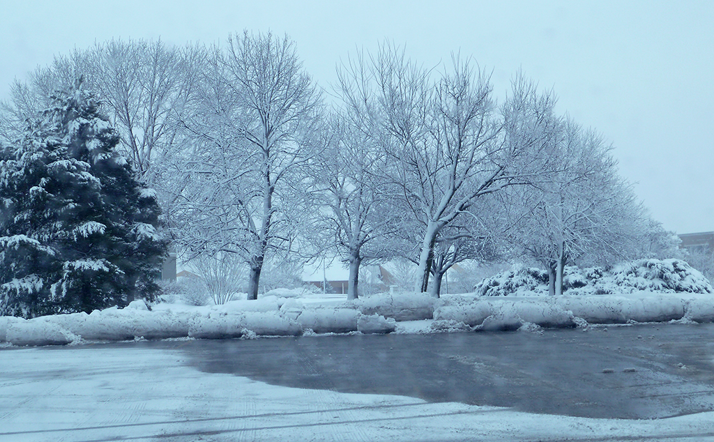 Winter Trees by Marti Buckely