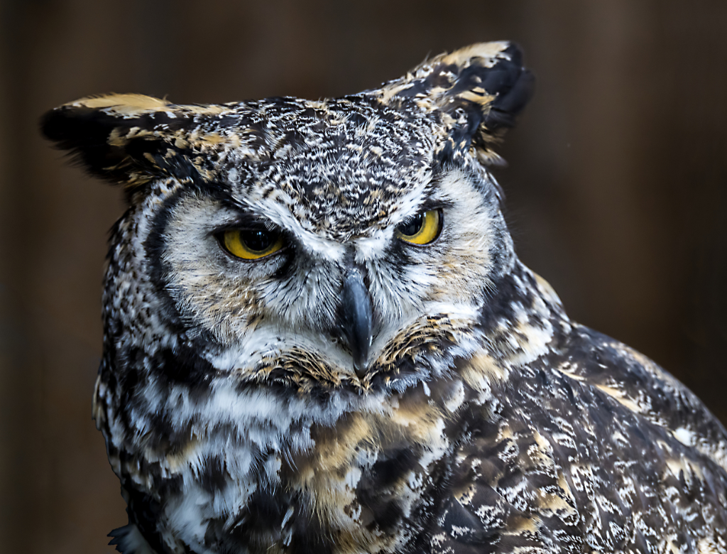 Great Horned Owl by Jose Cartas