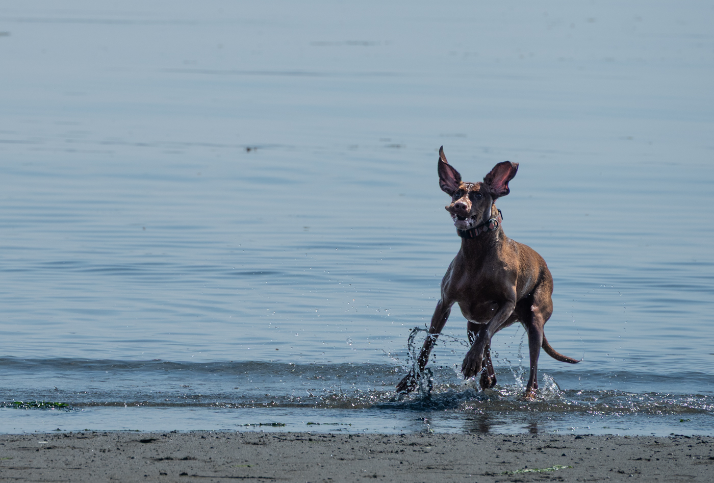 Beach Day by Deb Thurlbeck