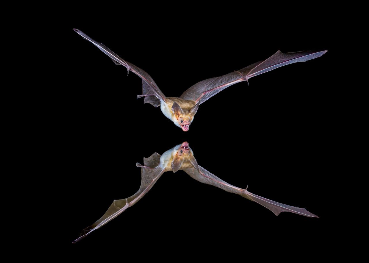 Bat Outta Hell by Butch Mazzuca