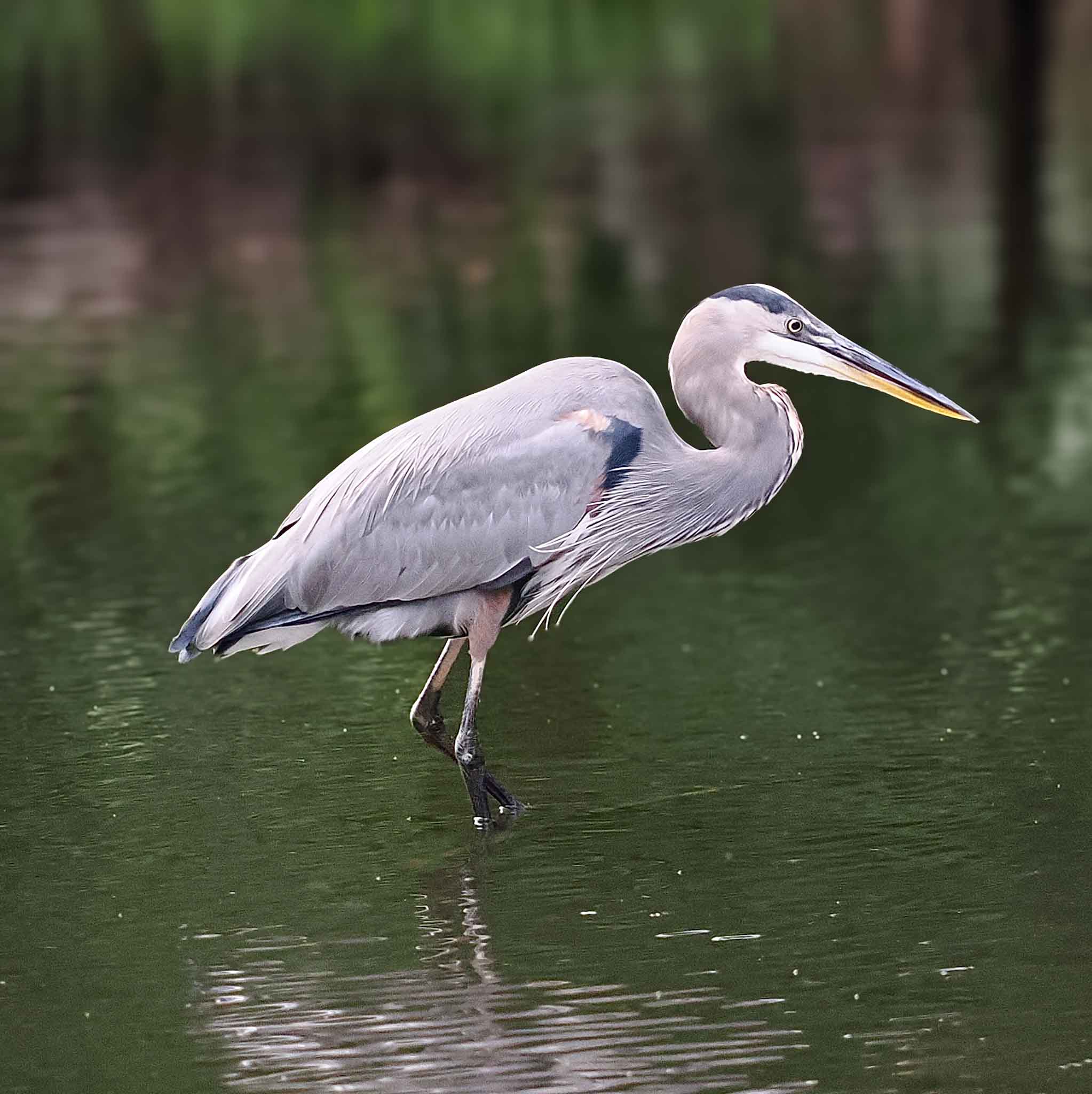 Great Blue Heron by Ellen Mondschein