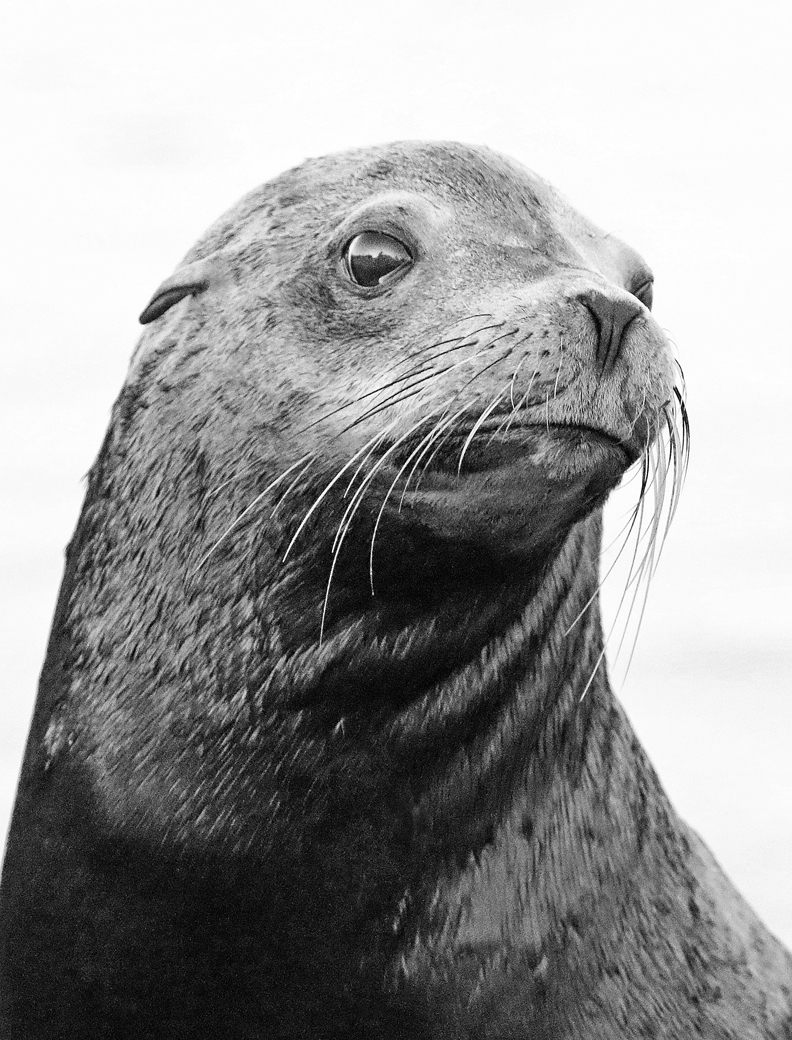 Sea lion portrait by Jennifer Doerrie