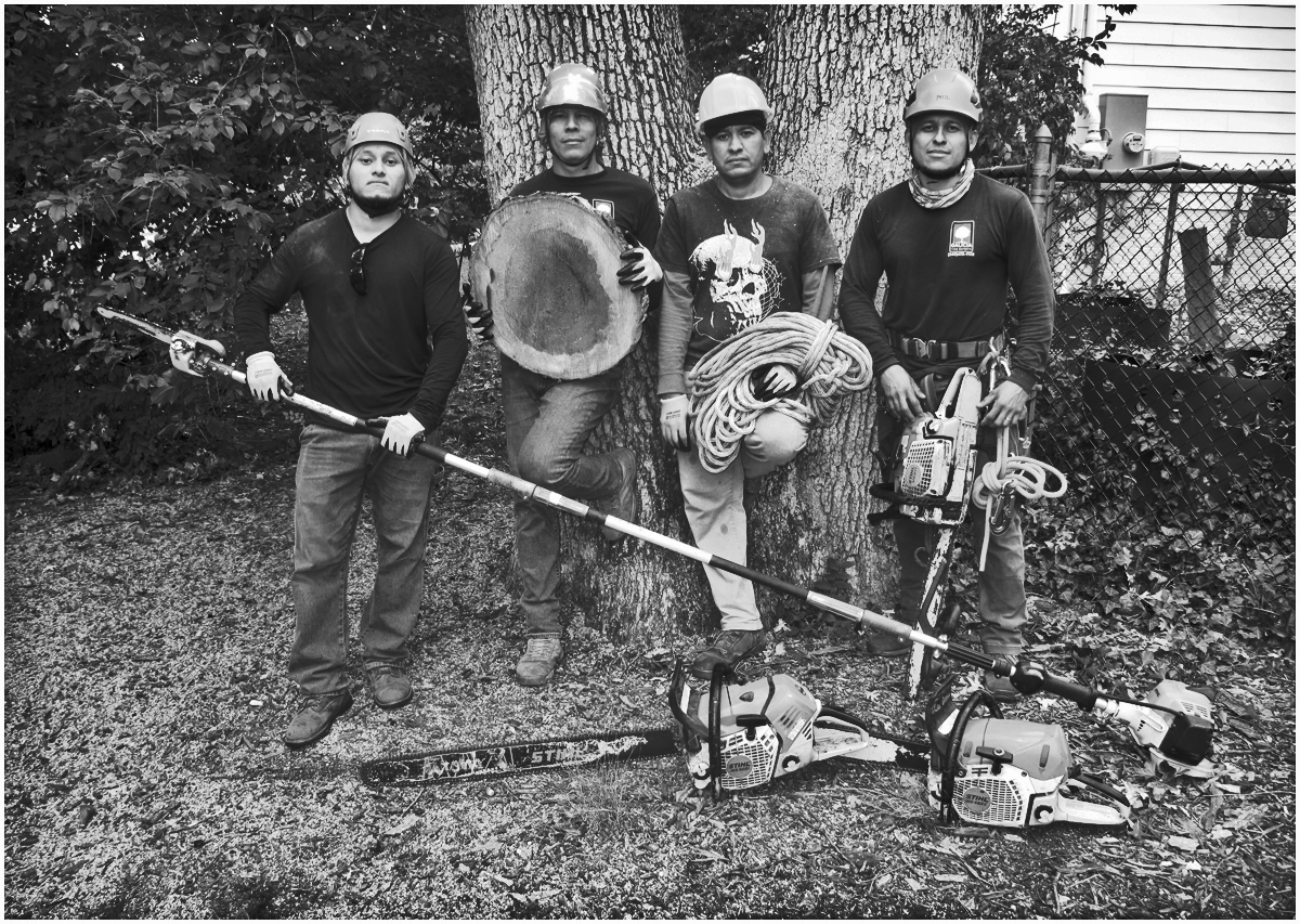 Tree cutters by Stephen Levitas