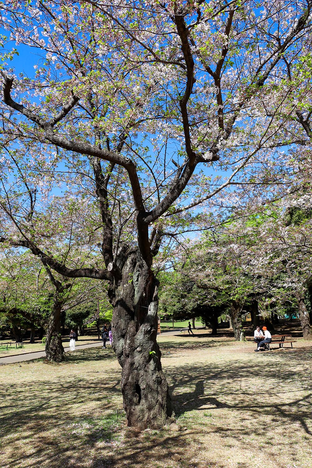 End season of Sakura by Arief Rahardjo