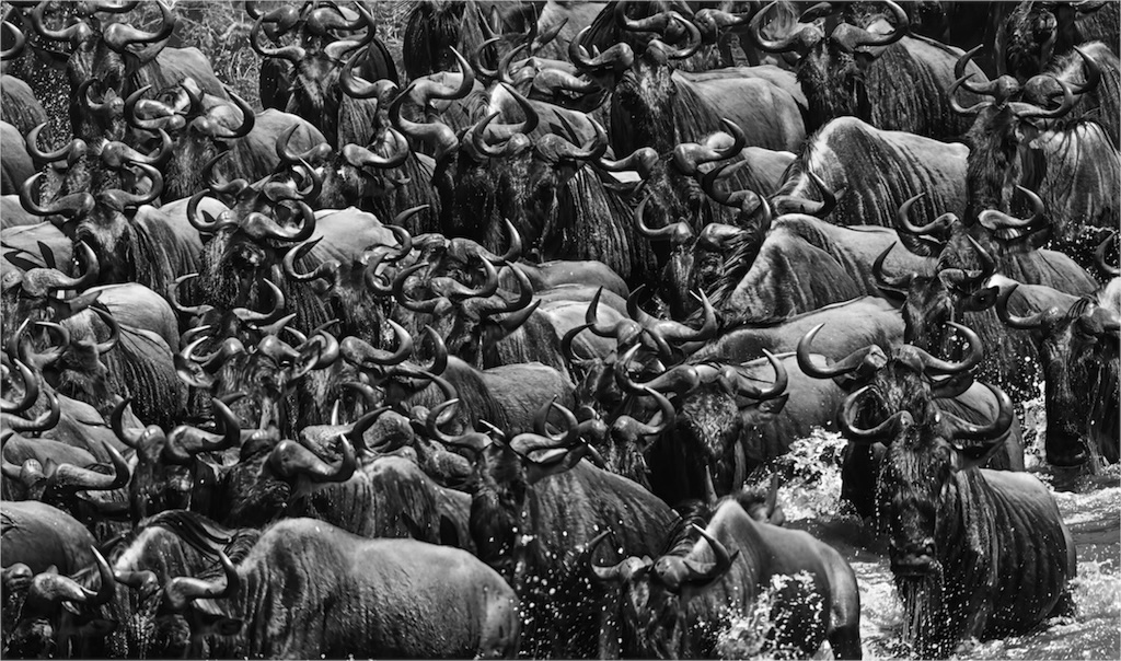 Mara River Crossing by Bob Scott