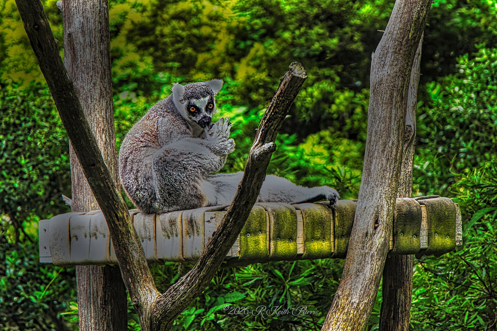 Ring Tailed Lemur by Keith Parris