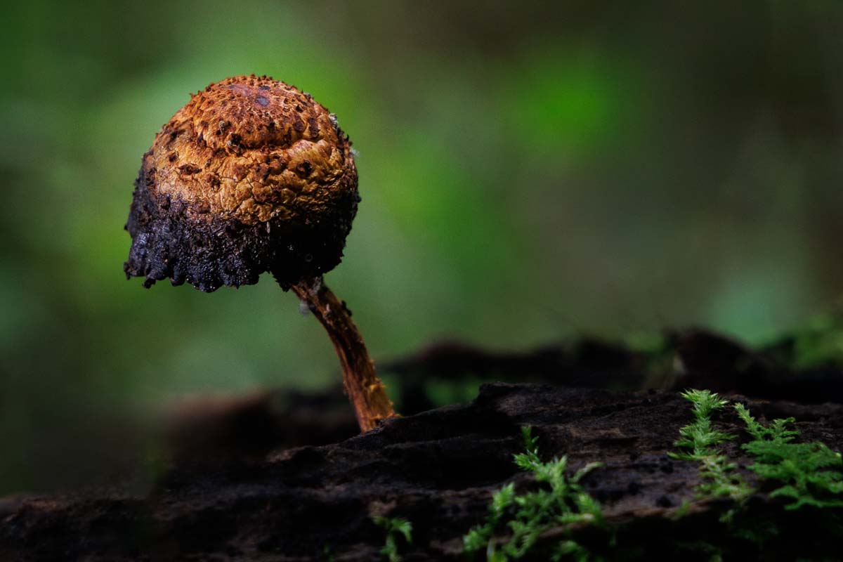 Old Man of the Woods by Bruce Michelotti