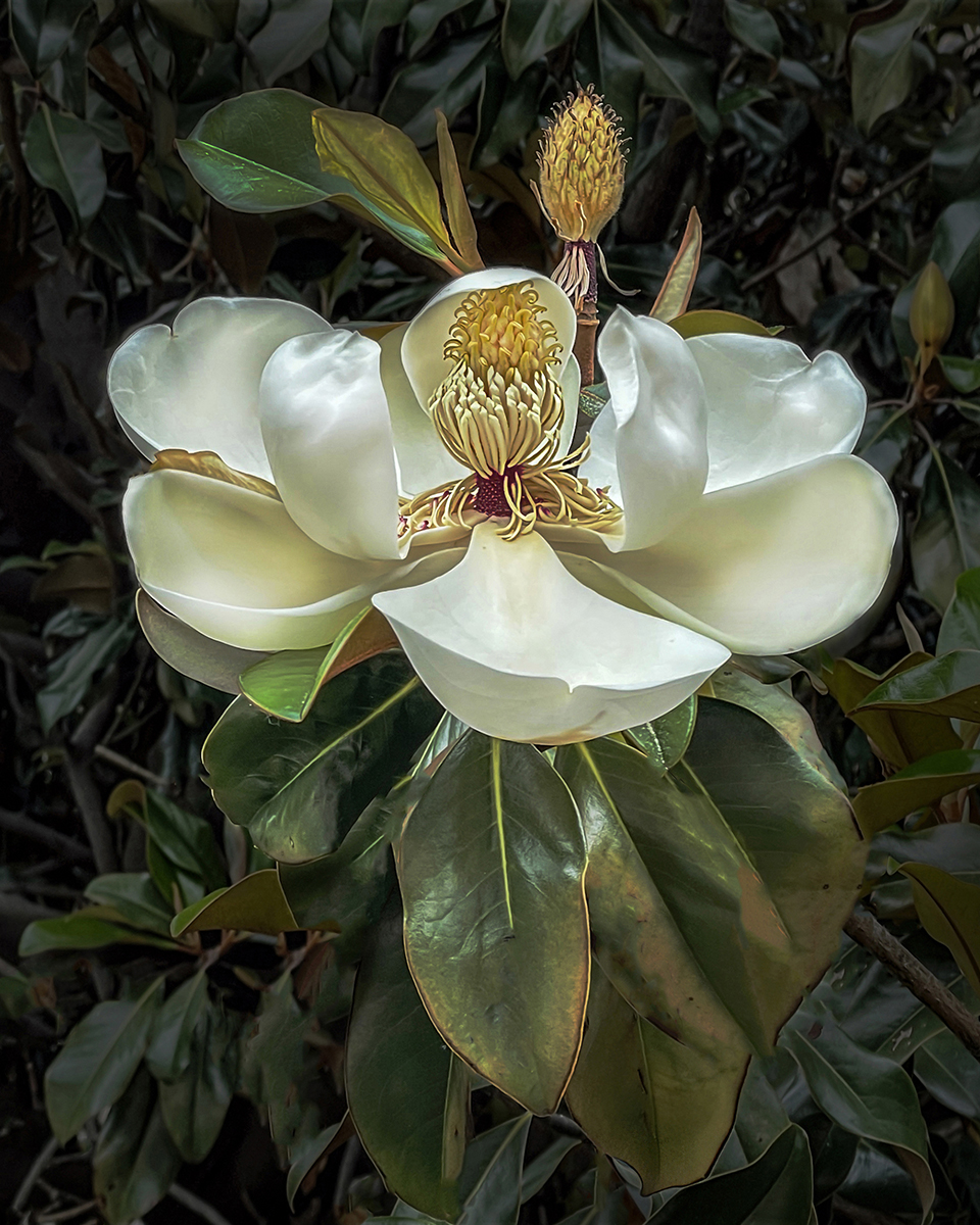 Magnolia by Cindy Lynch