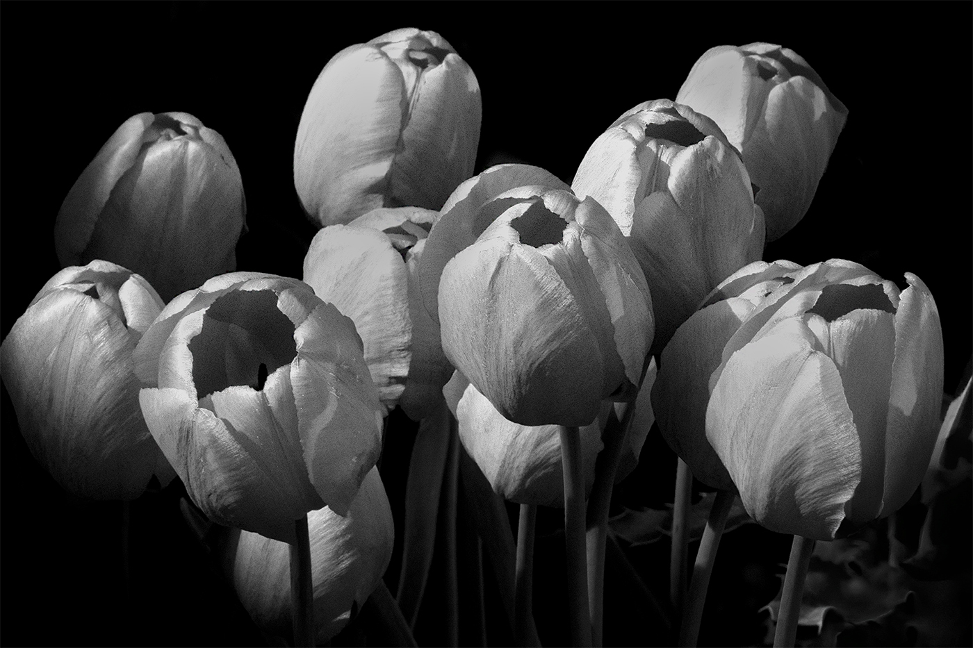 Shari Garnsey - Tulips by Shari Garnsey