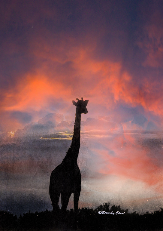 GIRAFE IN THE SUNSET by Bev Caine