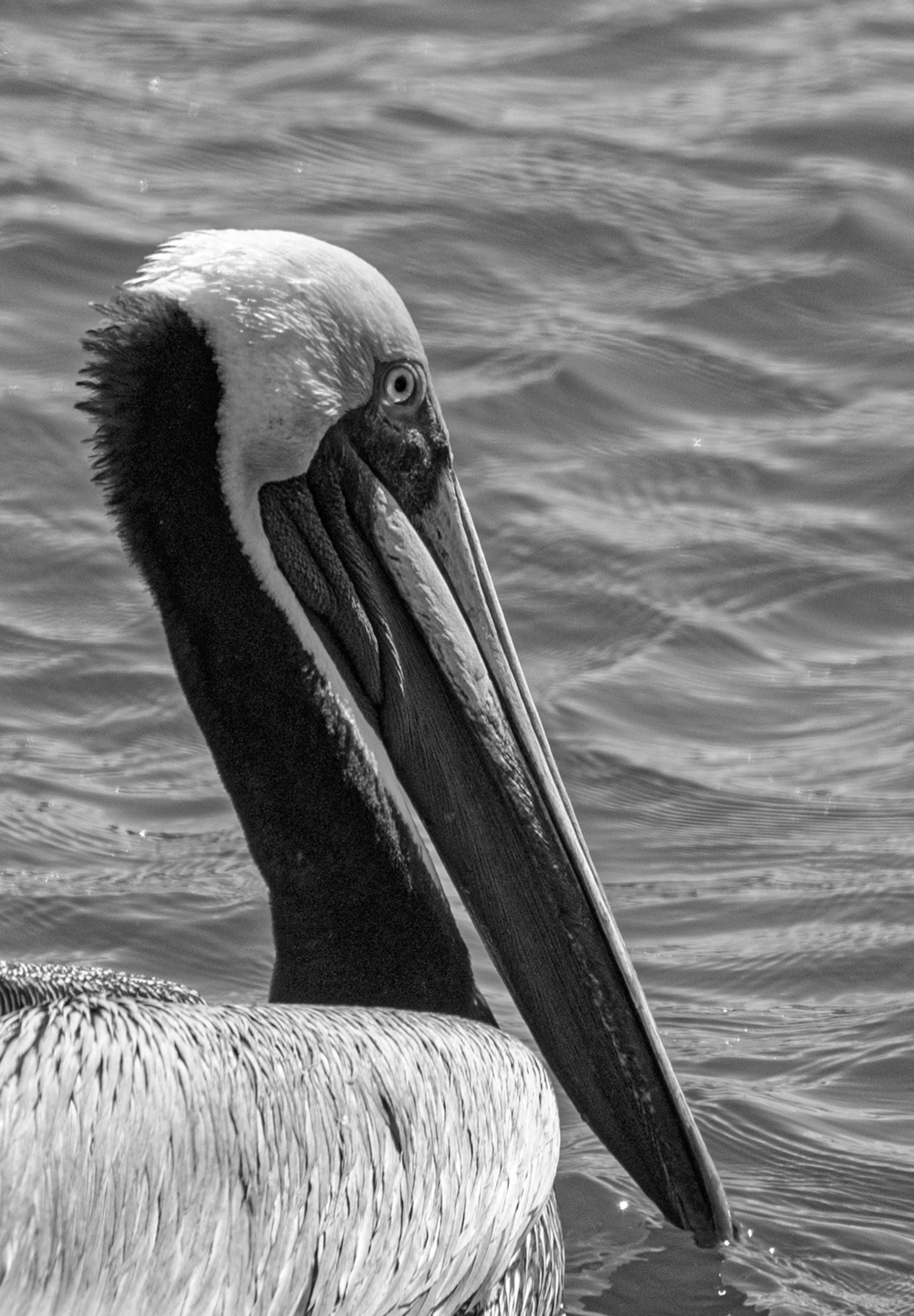 Brown Pelican in Black & White by Cindy Post
