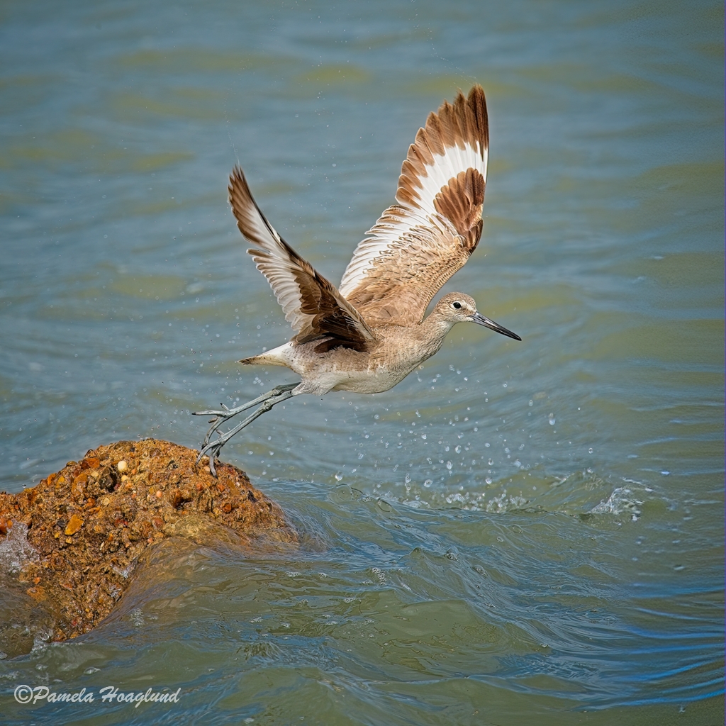 Willet by Pamela Hoaglund