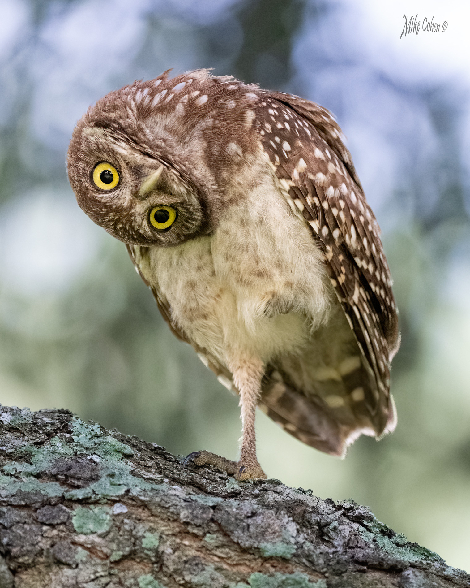 Burrowing Owl by Mike Cohen