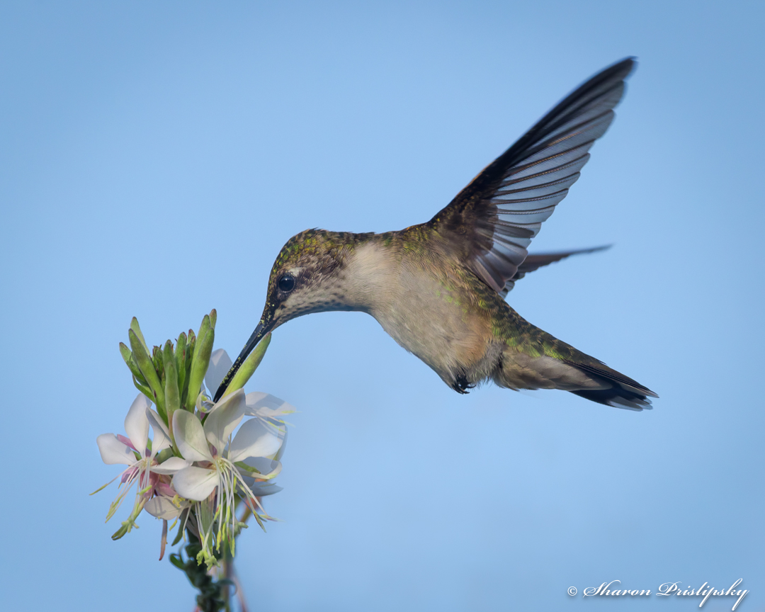 Hummingbird on Gaura by Sharon Prislipsky