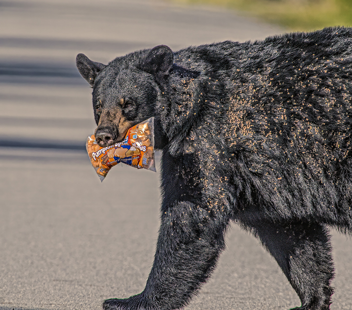 Pumpkin Spiced Bear by Tom Brott
