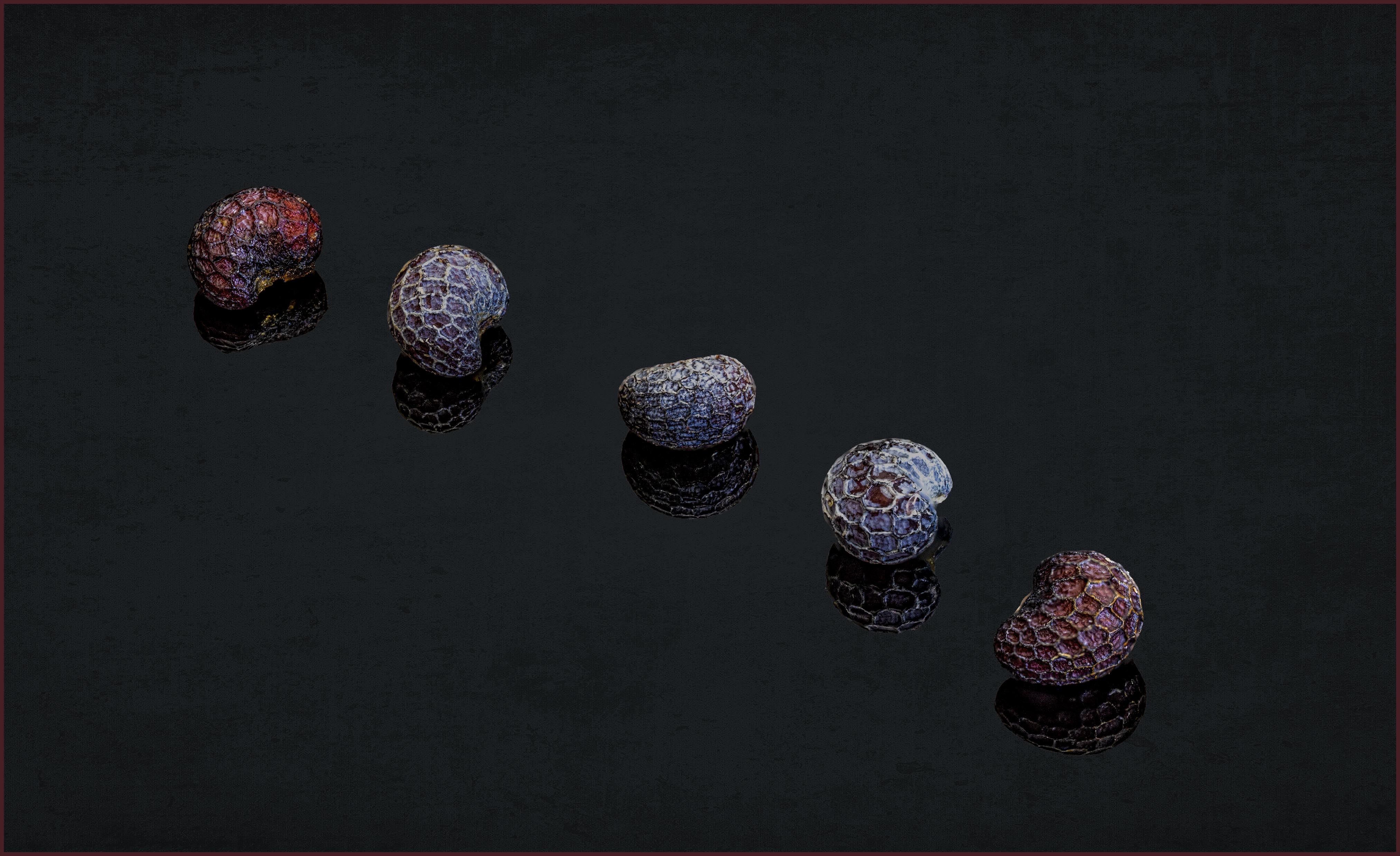 Five Poppy Seeds by Charles Ginsburgh