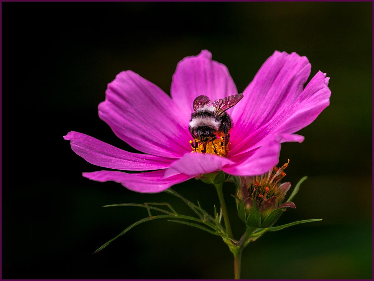 Comment Image