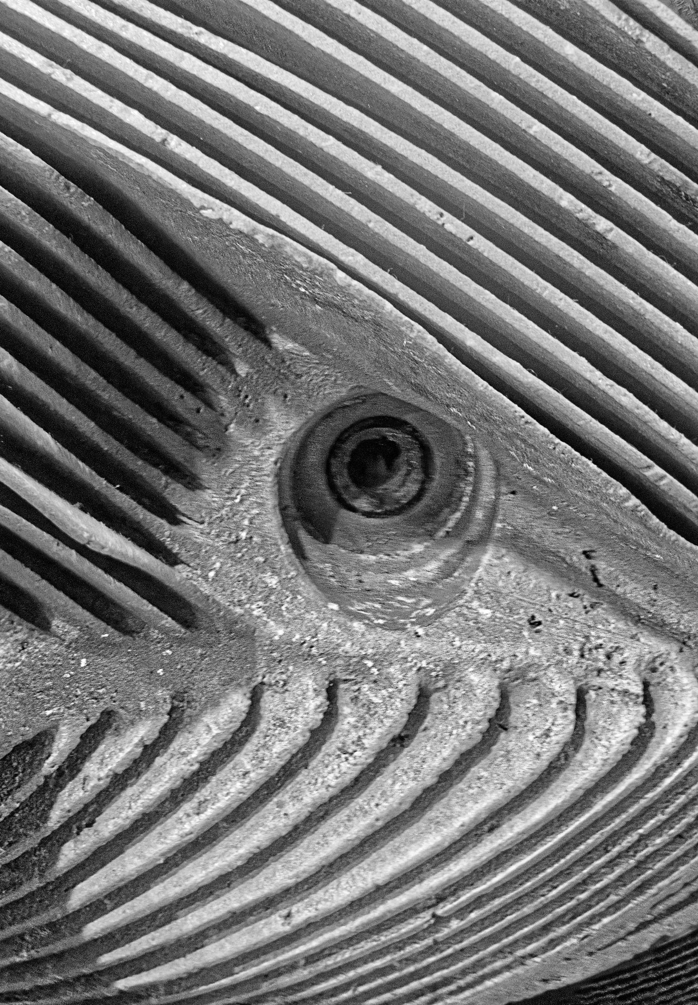 Metallic Stare by Stuart Ord