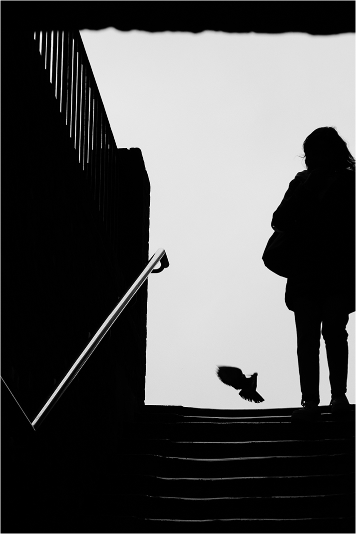 Watch for the birds by Ian Hardacre