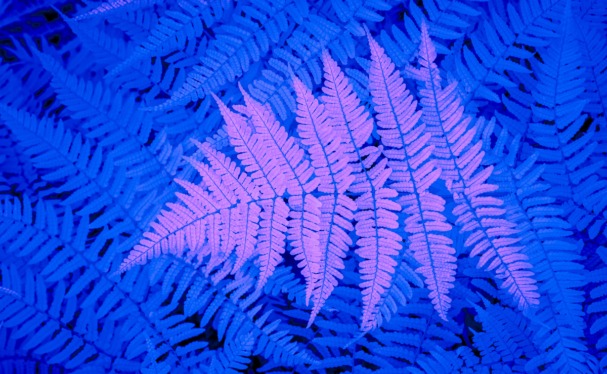Mystical Ferns by Jeff Fleisher