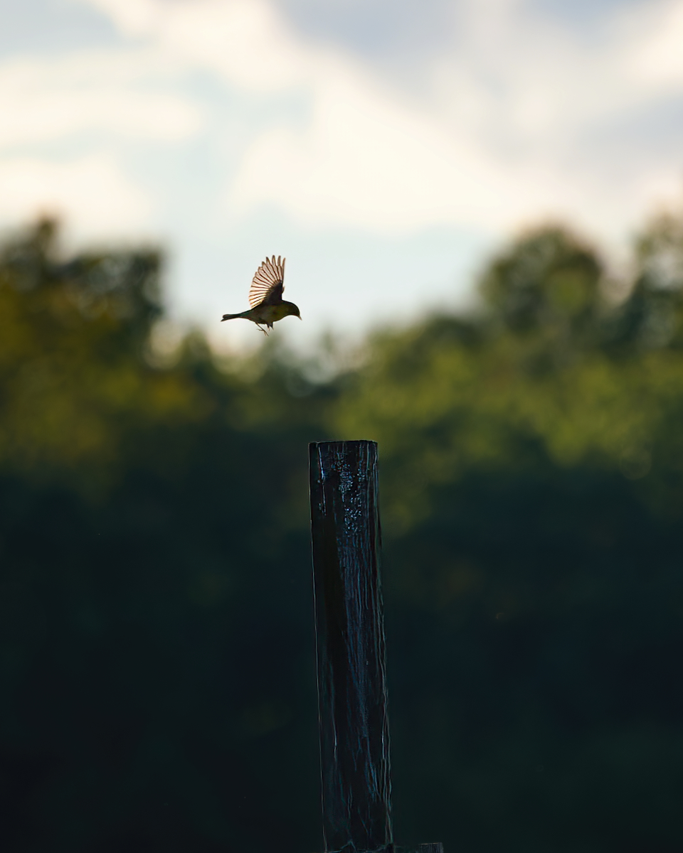 "Bluebird at sunset" by Donald Miller