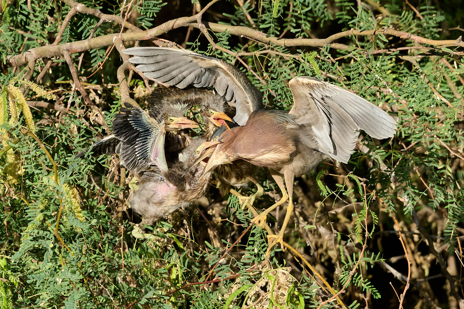  "Feeding Time" by Cindy Marple