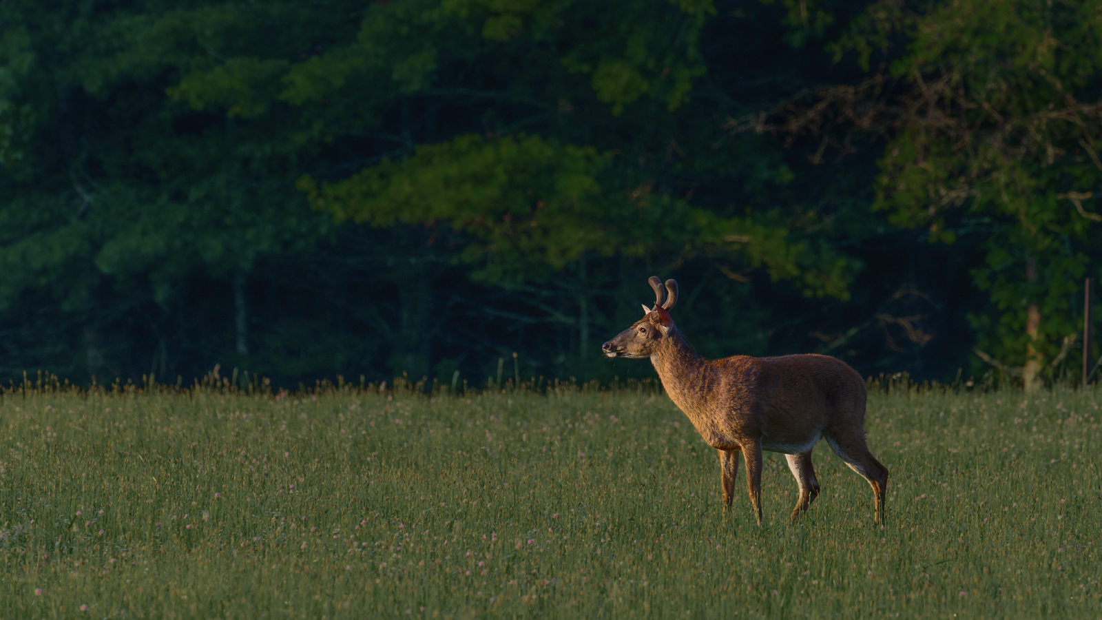 The Lookout by Larry Treadwell