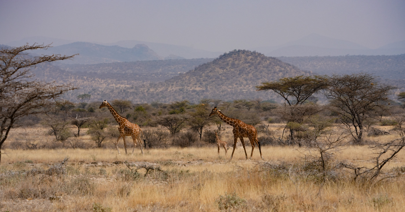 Family by Cindy Smith