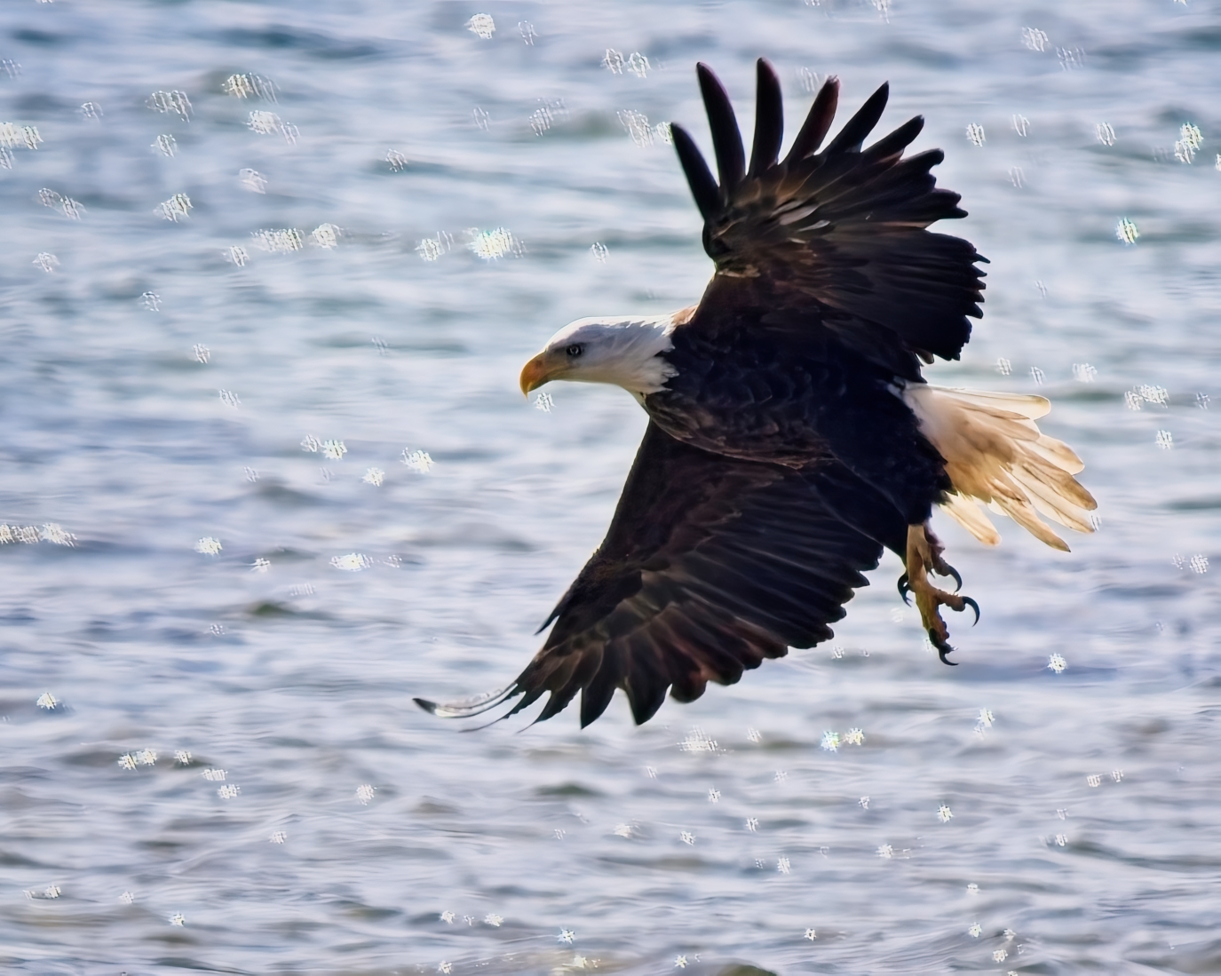 Bald Eagle Take Off by Pierre Williot