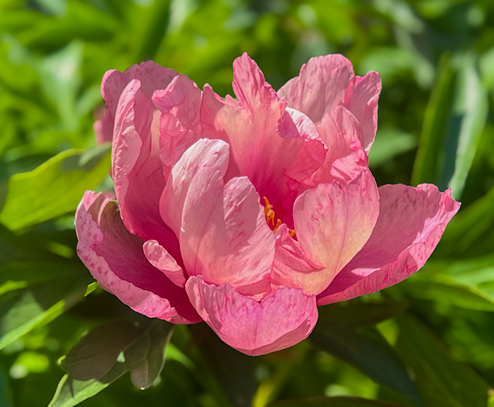 Pink Flower by Jacob Wat