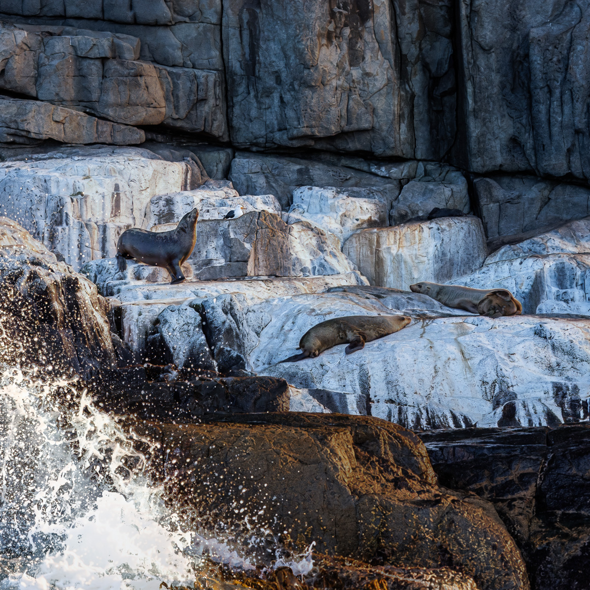 Life on the Rocks – Tasmania by Frans Gunterus