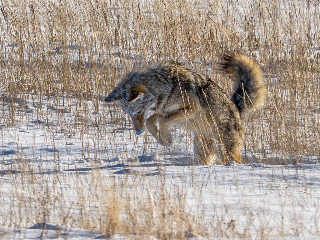 Hunting Fox by Dr Isaac Vaisman