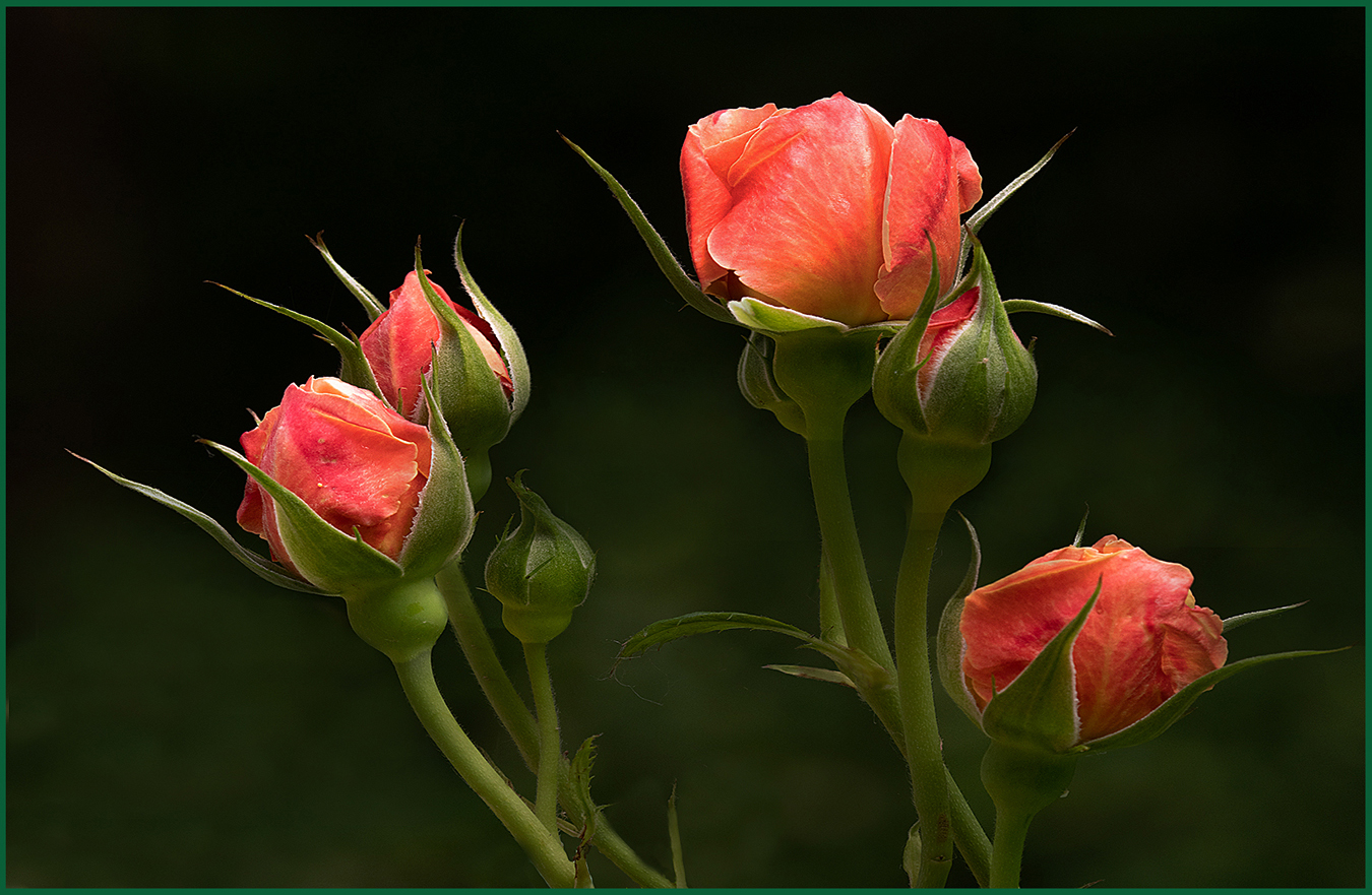 Rose Buds by Murphy Hektner